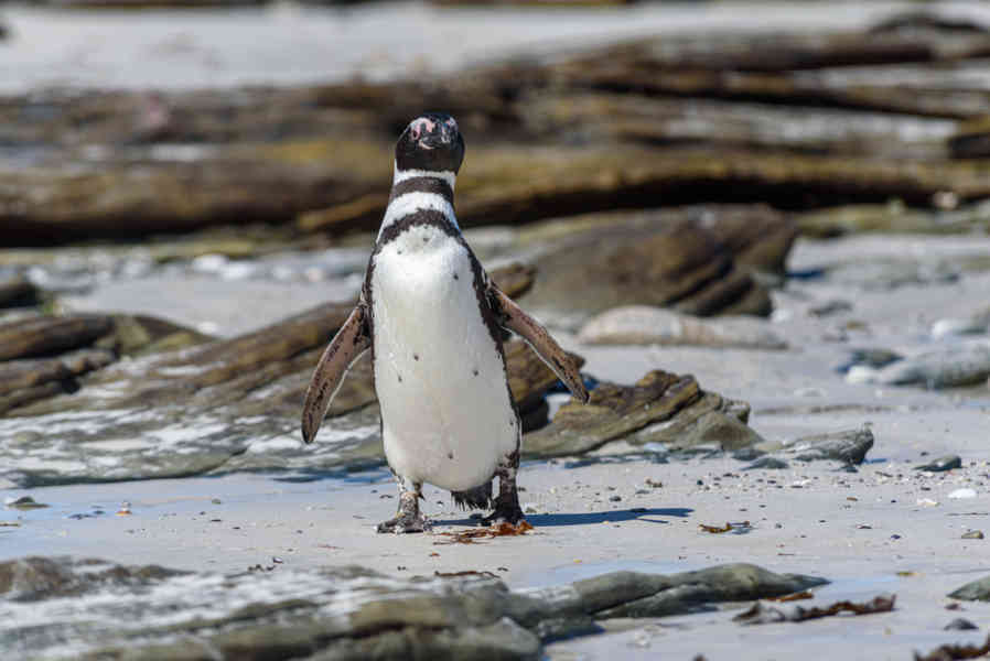 Pingüino de Magallanes - islas Falkland o Malvinas 01.jpg